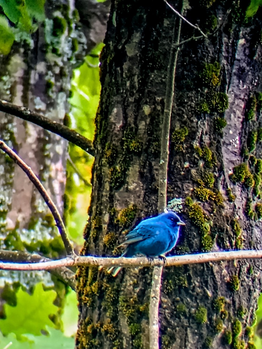 Indigo Bunting - ML619689750