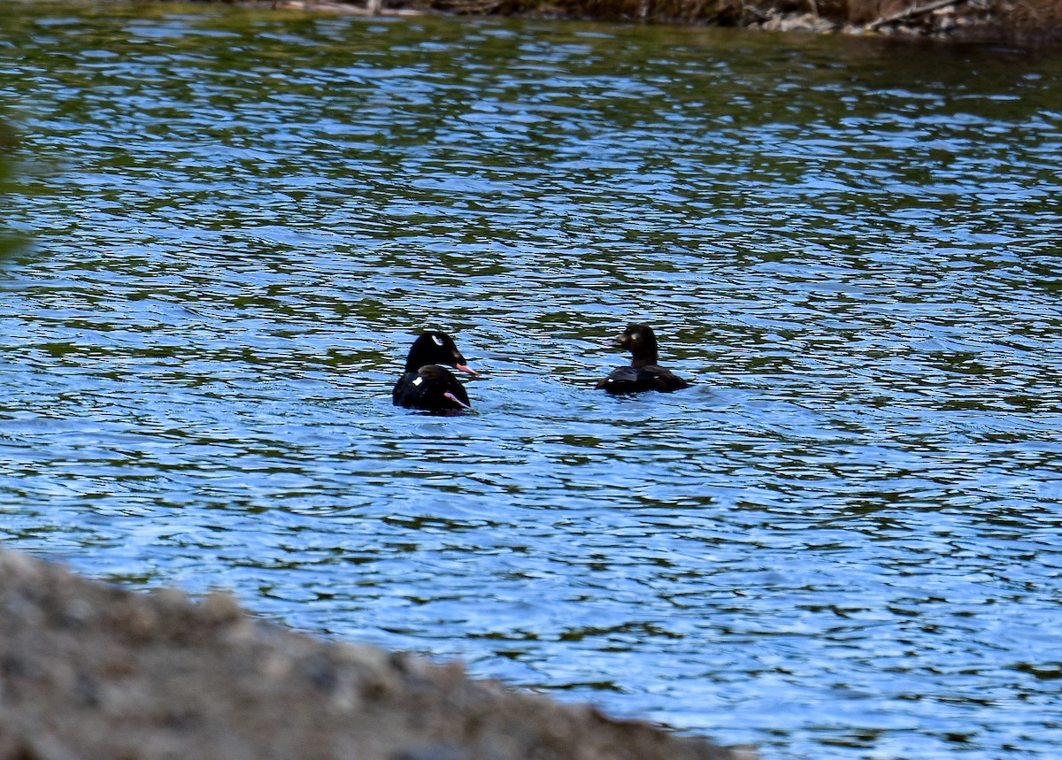 White-winged Scoter - ML619689760