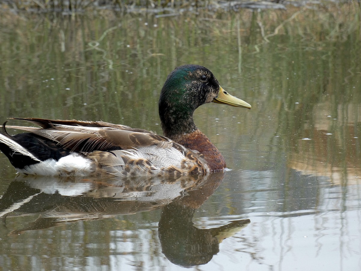 Canard colvert - ML619689763