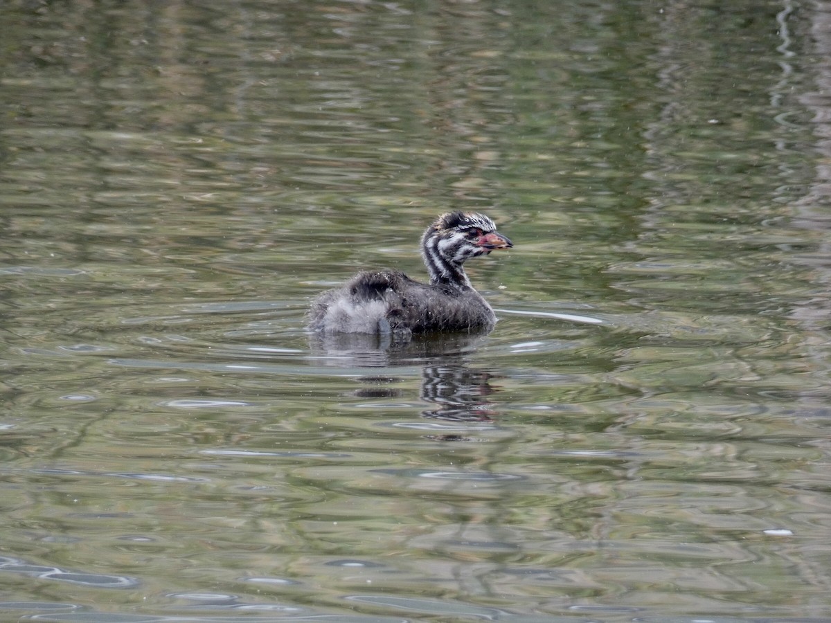 Pied-billed Grebe - ML619689774