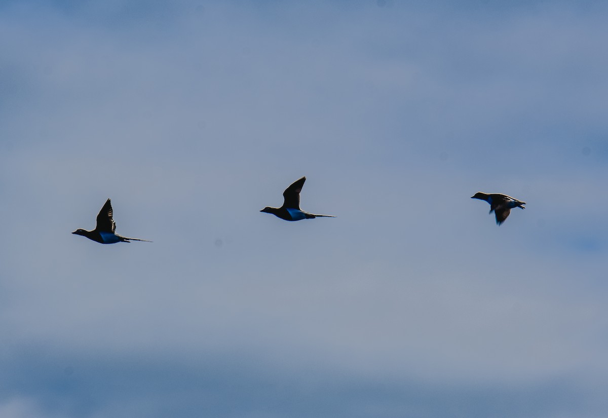 Long-tailed Duck - ML619689775