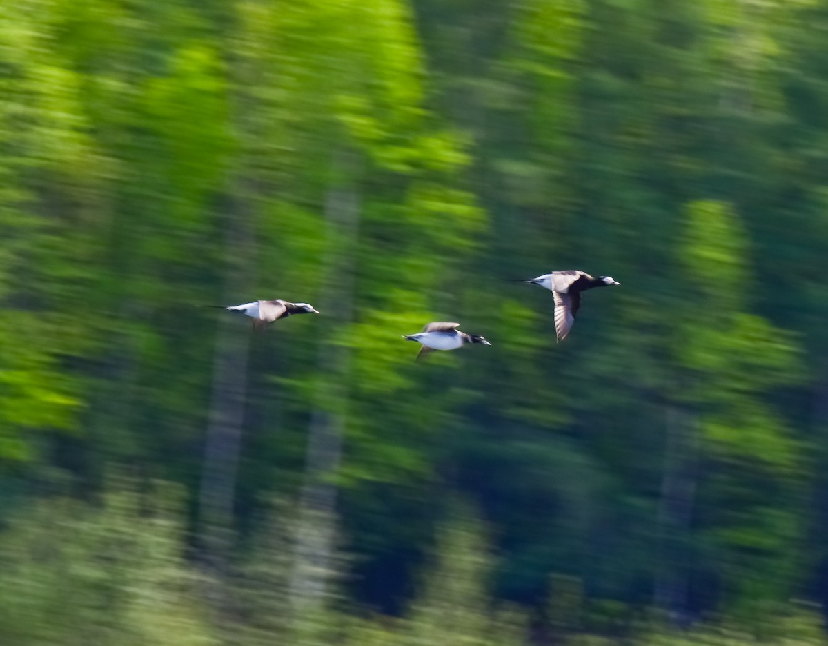 Long-tailed Duck - ML619689776