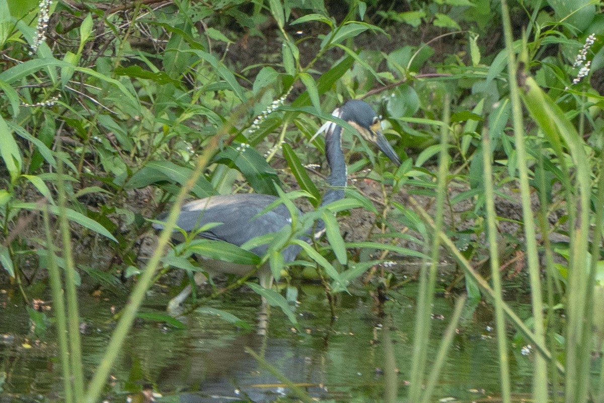 Tricolored Heron - ML619689794