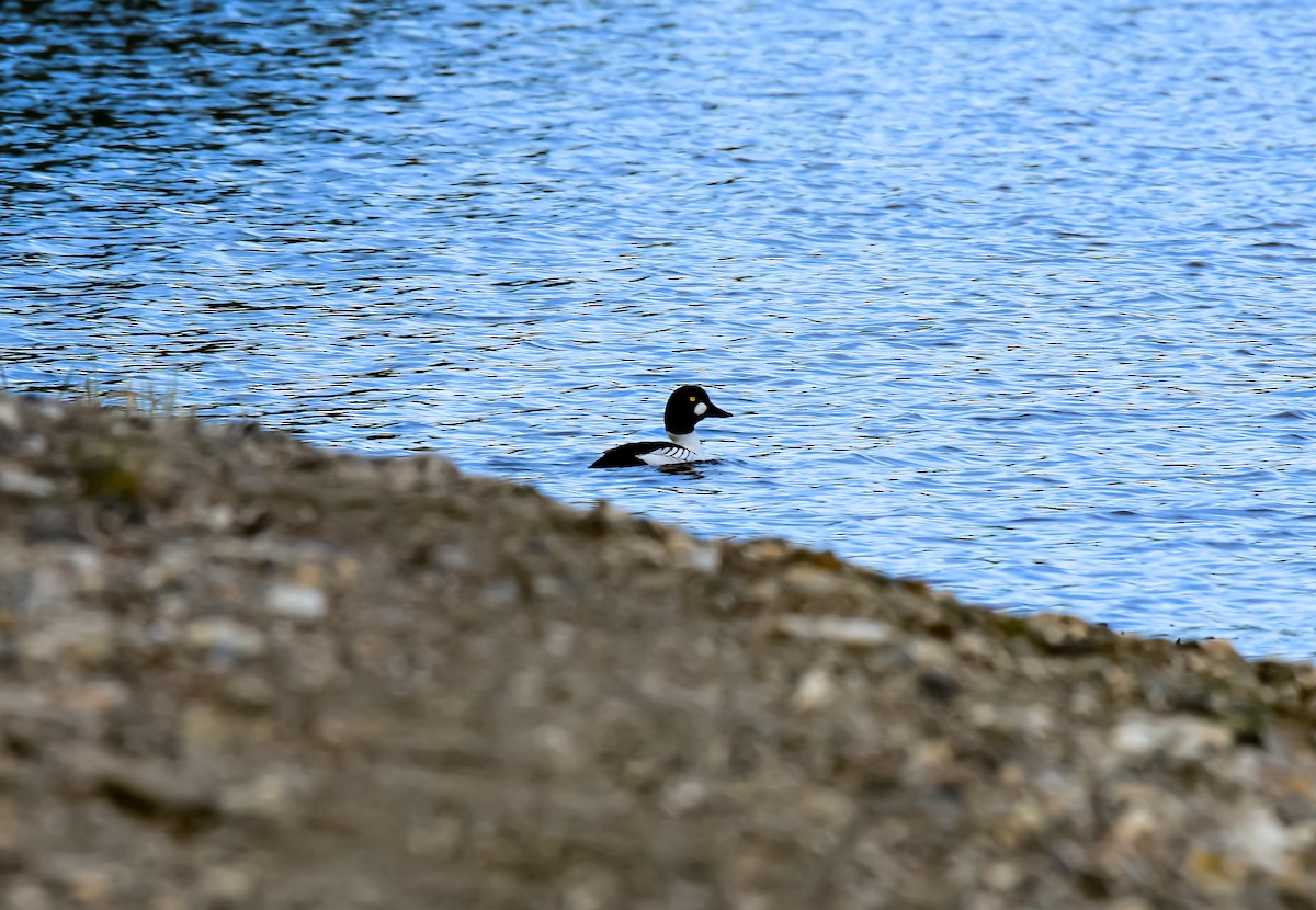 Common Goldeneye - ML619689808