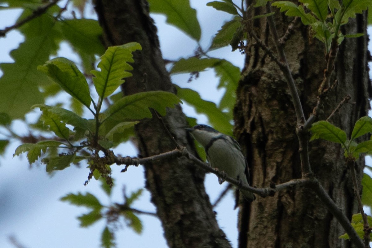 Cerulean Warbler - ML619689813