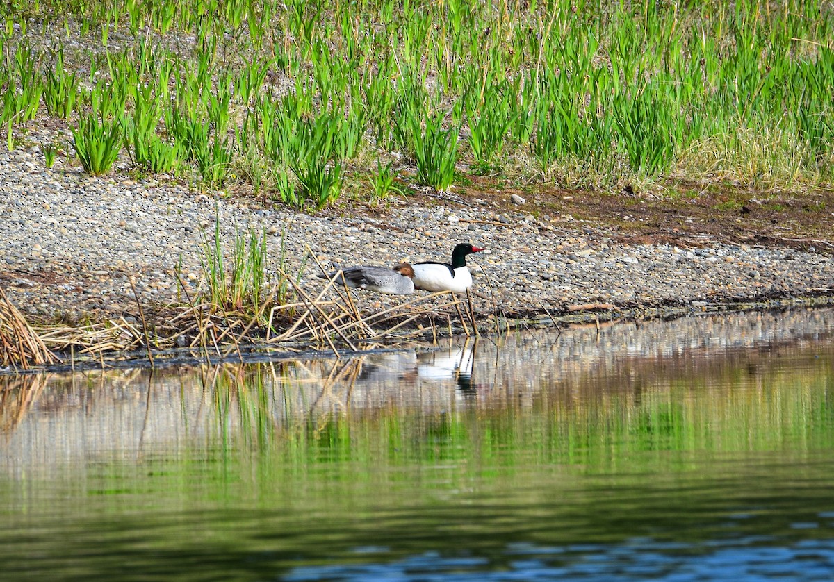 Common Merganser - ML619689817