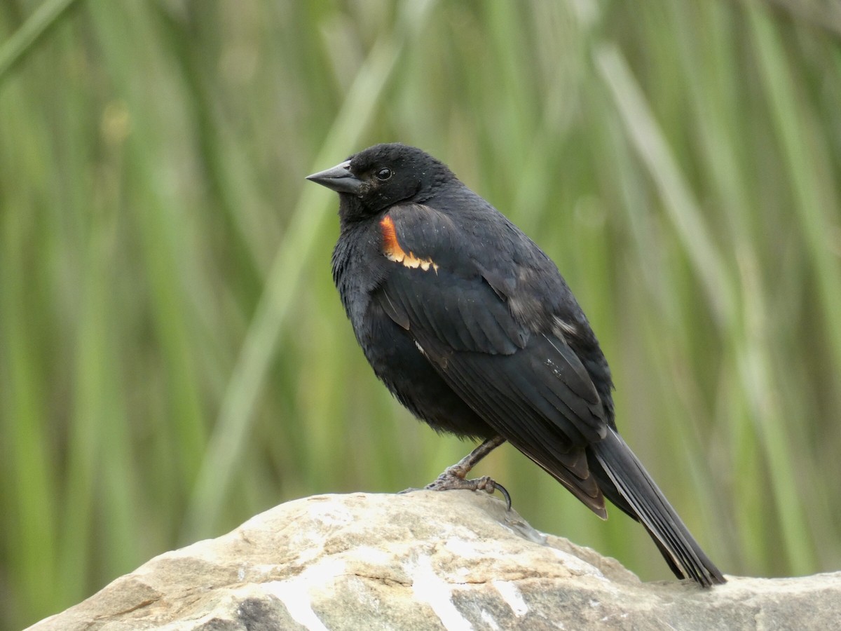 Red-winged Blackbird - ML619689823