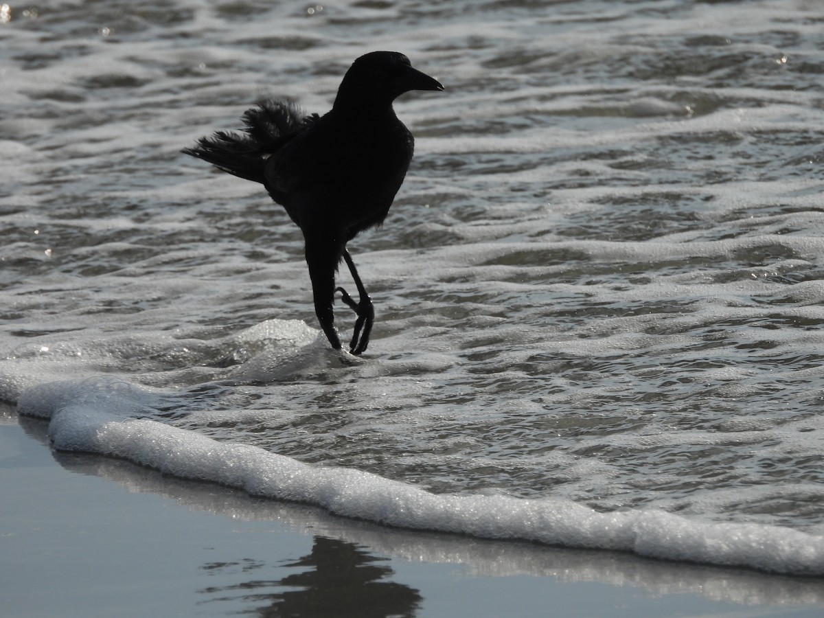 Boat-tailed Grackle - ML619689834