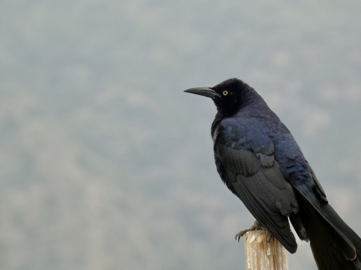 Great-tailed Grackle - ML619689837