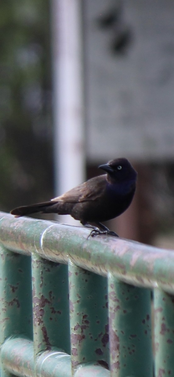 Common Grackle - ML619689849