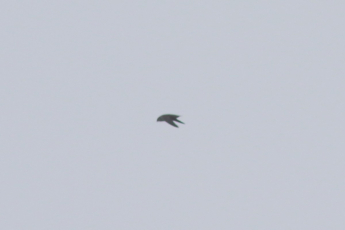 Chimney Swift - ML619689883