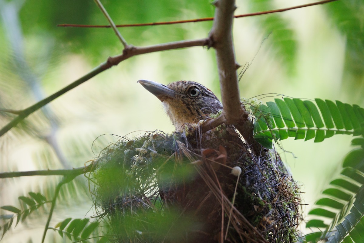 Barred Antshrike - ML619689907