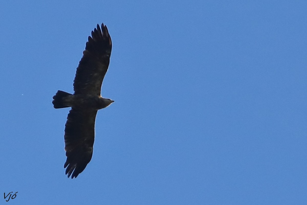 Lesser Spotted Eagle - ML619689919