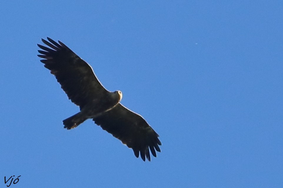 Lesser Spotted Eagle - ML619689920