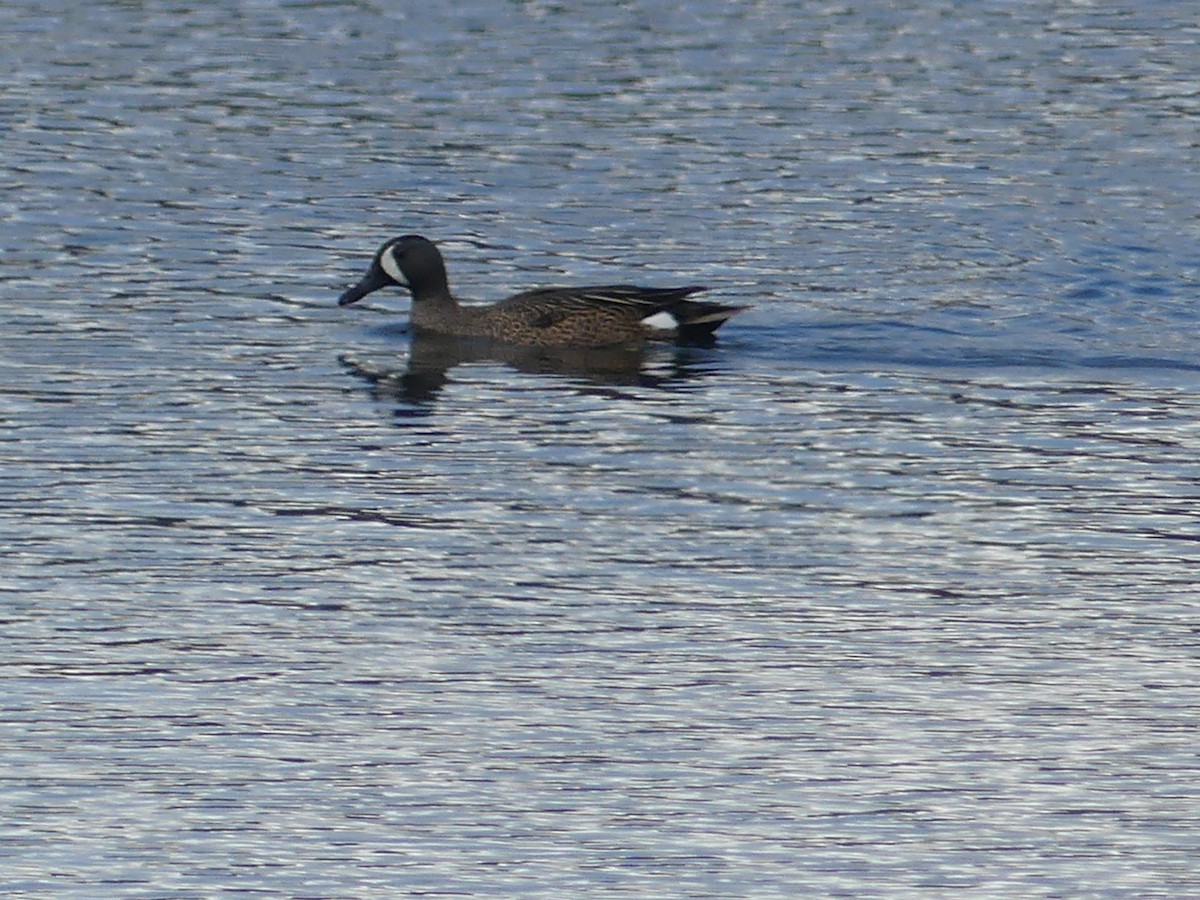 Blue-winged Teal - Rebecca Merrill