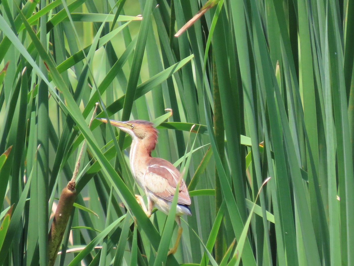 Least Bittern - ML619689959