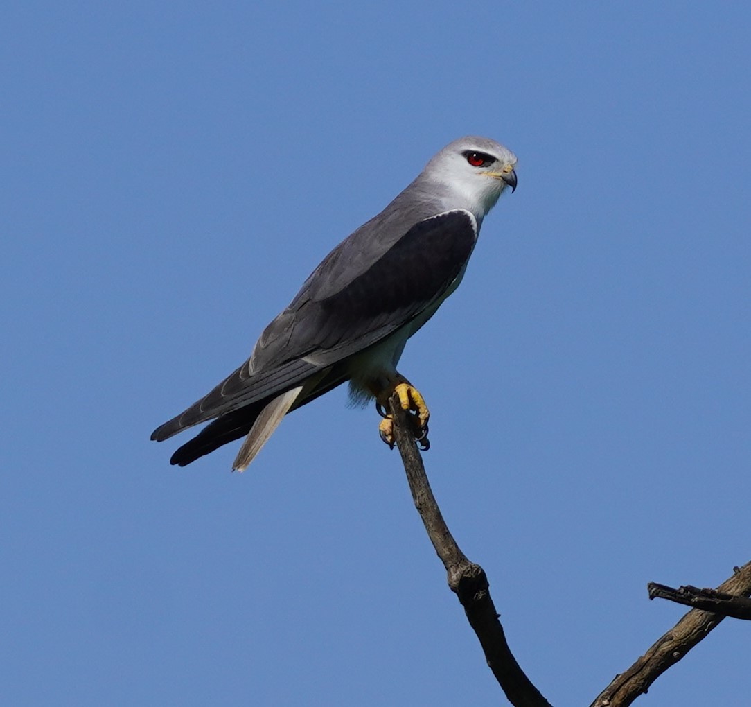 Black-winged Kite - ML619689964