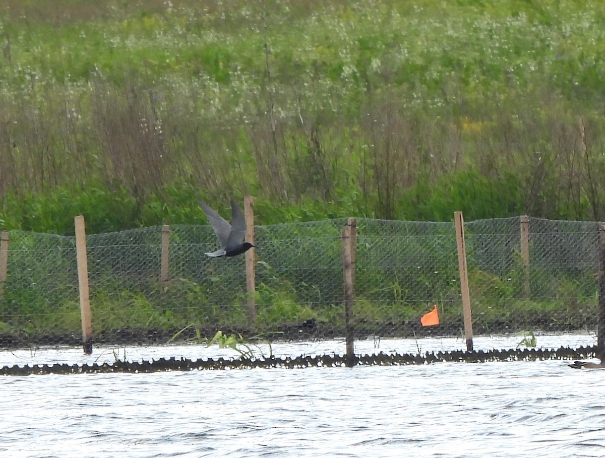 Black Tern - ML619689969