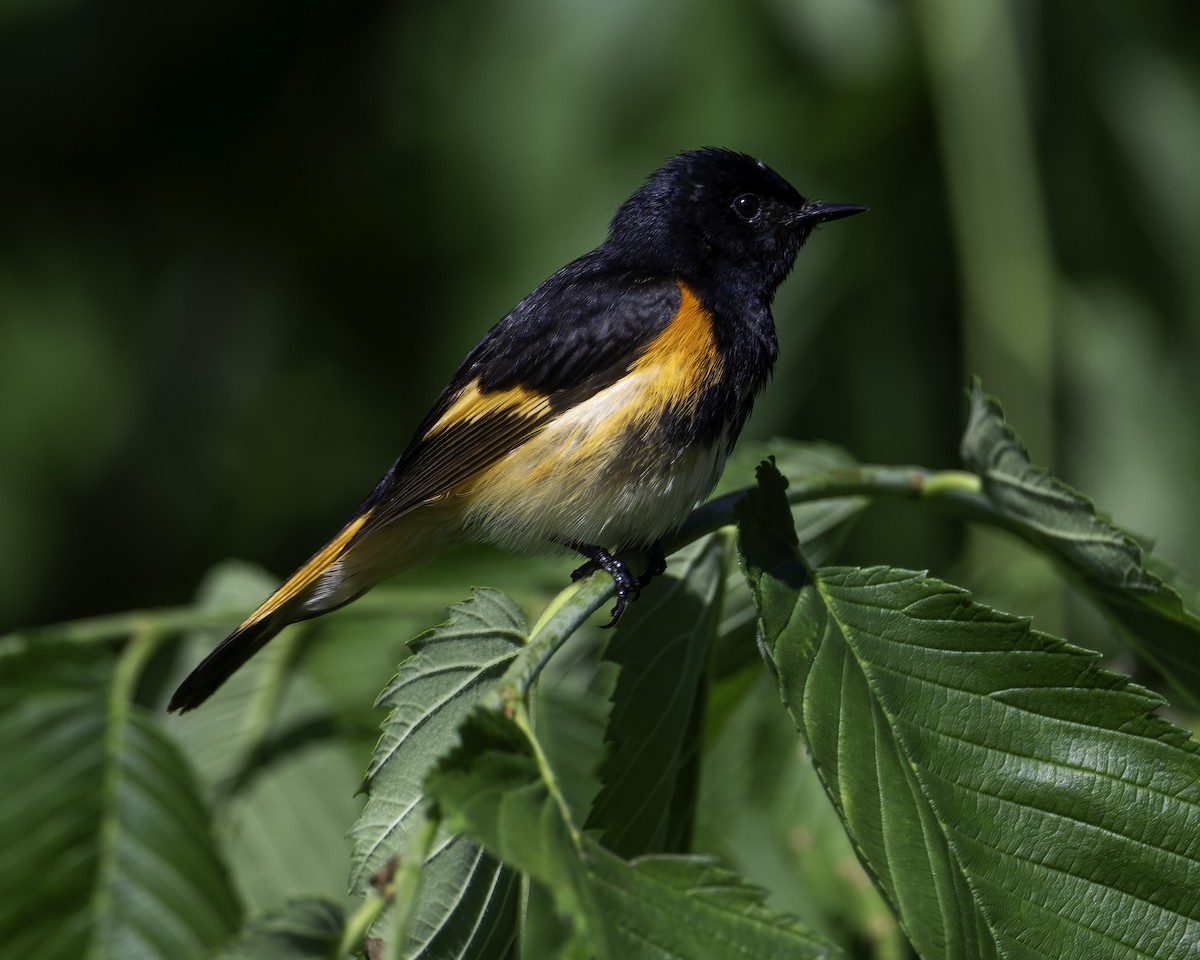 American Redstart - ML619689986