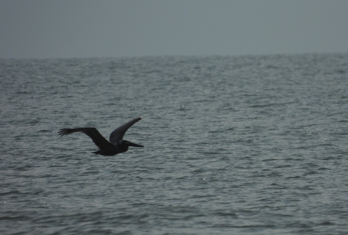 Brown Pelican (Atlantic) - ML619689996