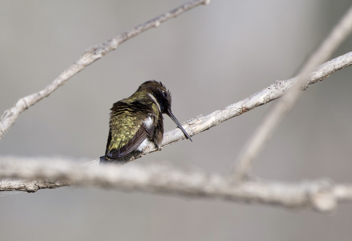 Black-chinned Hummingbird - ML619690008