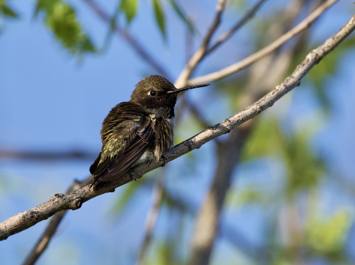 Black-chinned Hummingbird - ML619690009