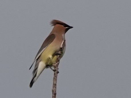 Cedar Waxwing - ML619690014