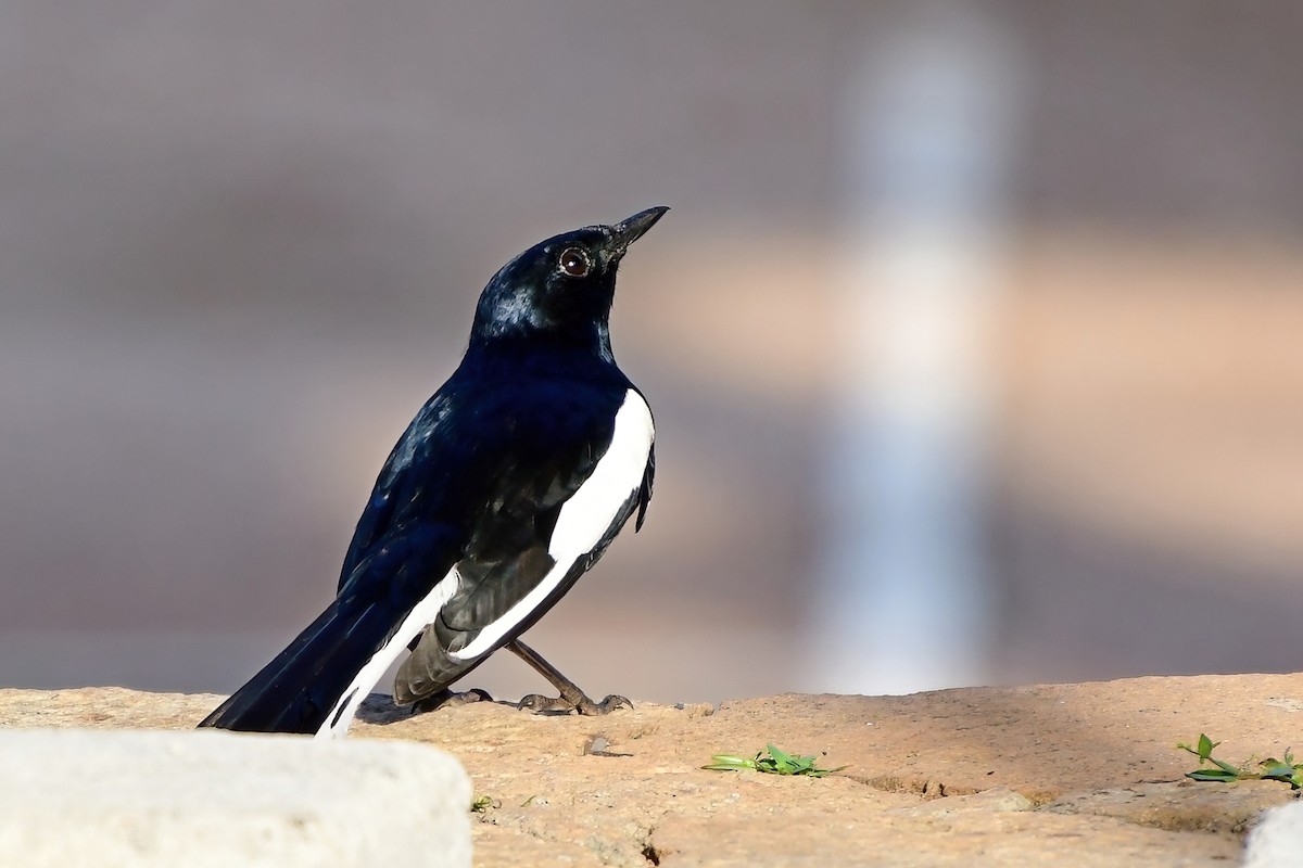 Oriental Magpie-Robin - ML619690025