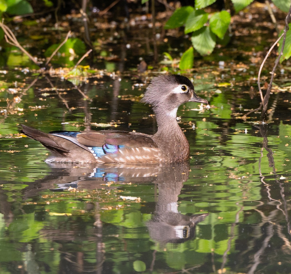 Wood Duck - ML619690074