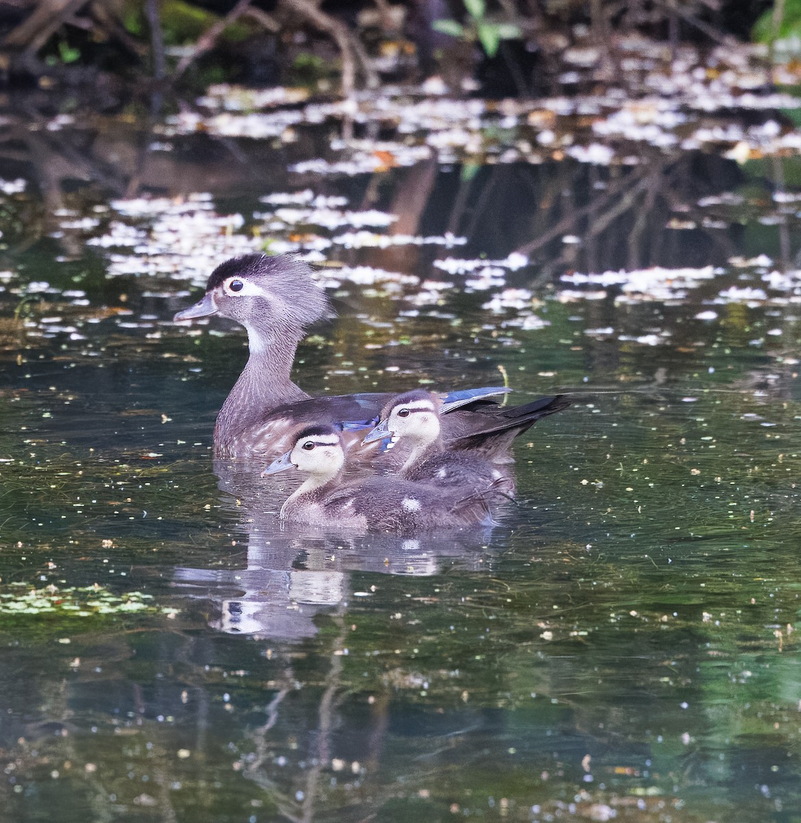 Wood Duck - ML619690076