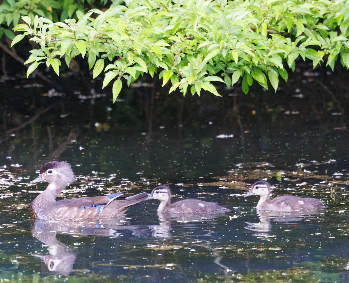 Wood Duck - ML619690079