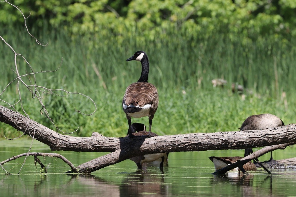 Canada Goose - ML619690116