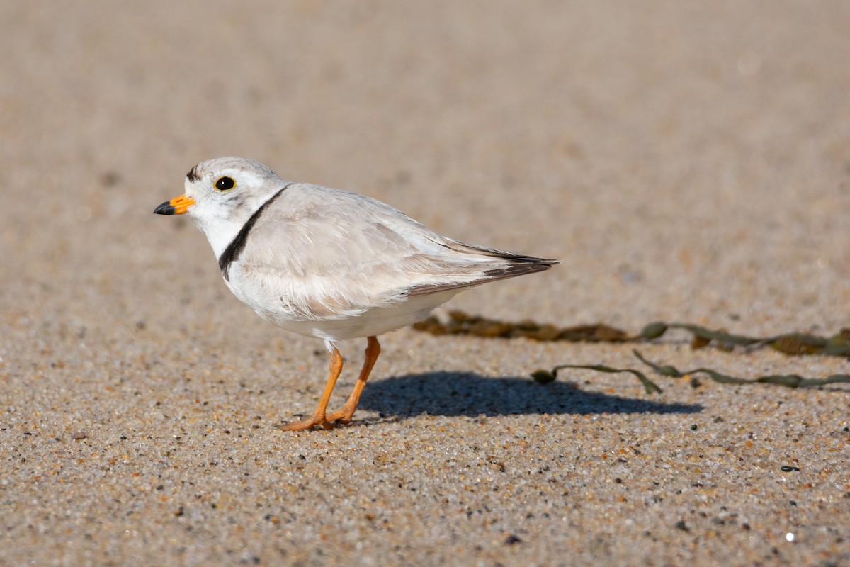 Piping Plover - Haley Johnson