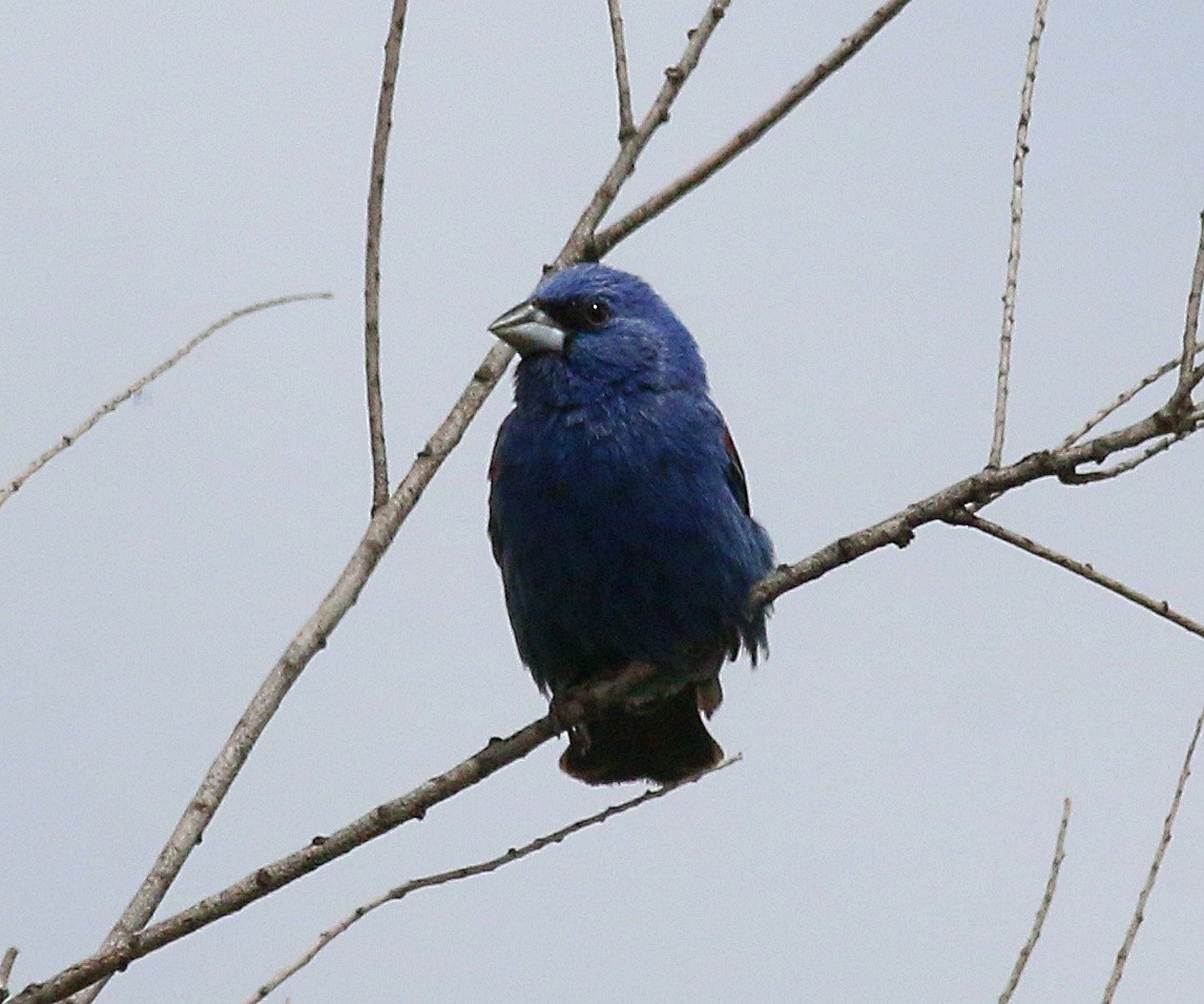 Blue Grosbeak - ML619690136