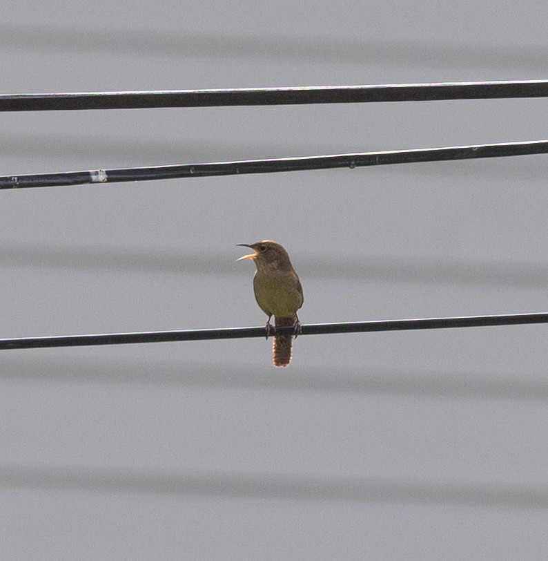 House Wren - Dan Kirk