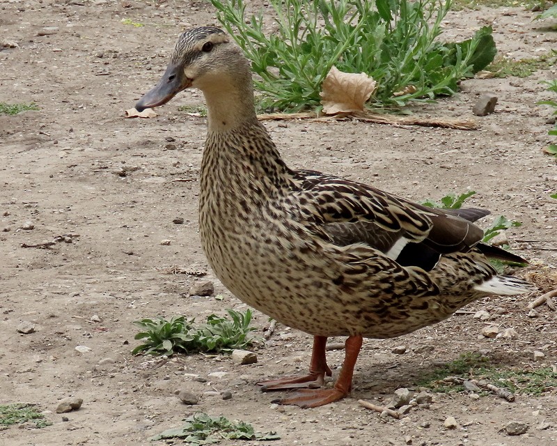 Mallard - ML619690177