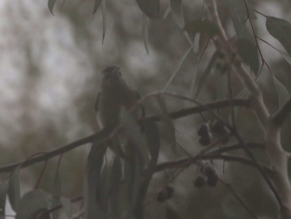 Vireo Ojirrojo - ML619690181