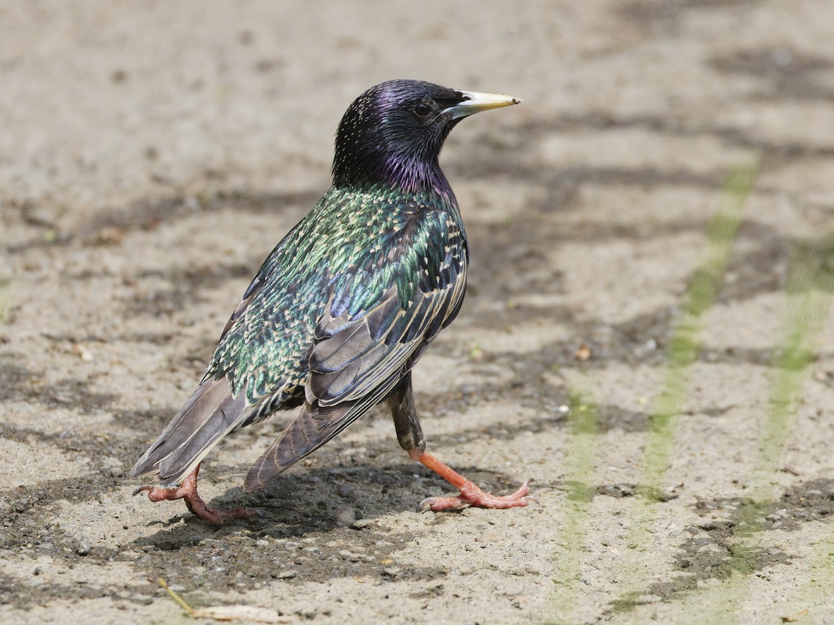 European Starling - ML619690260