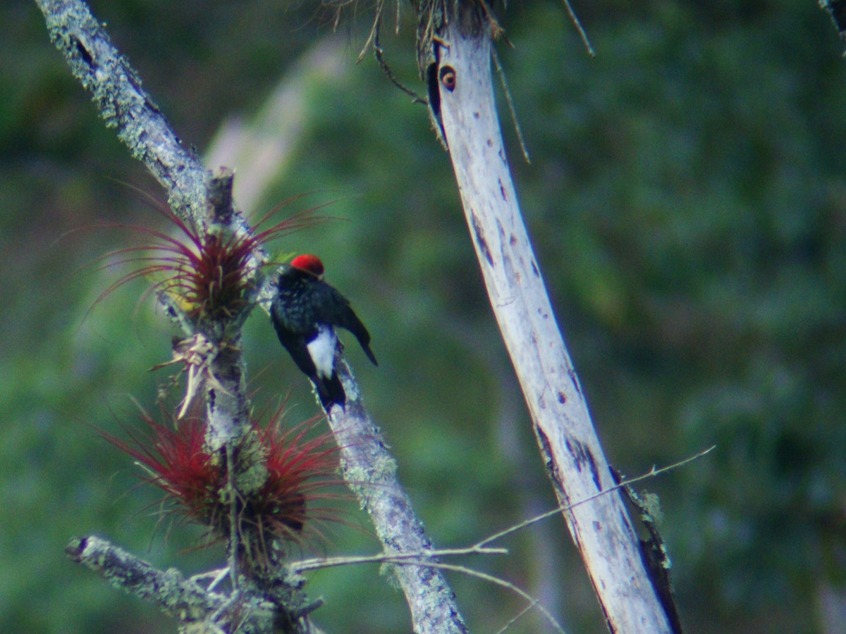 Acorn Woodpecker - ML619690290