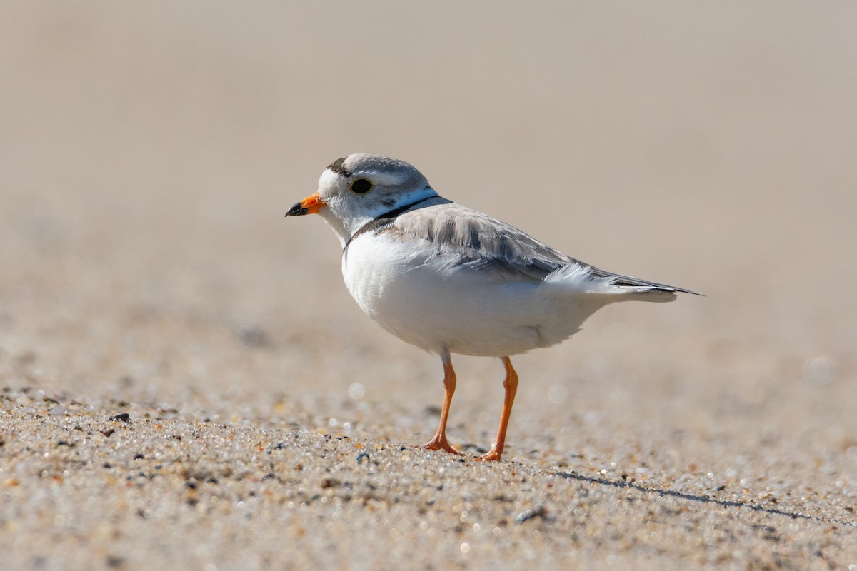 Piping Plover - ML619690295