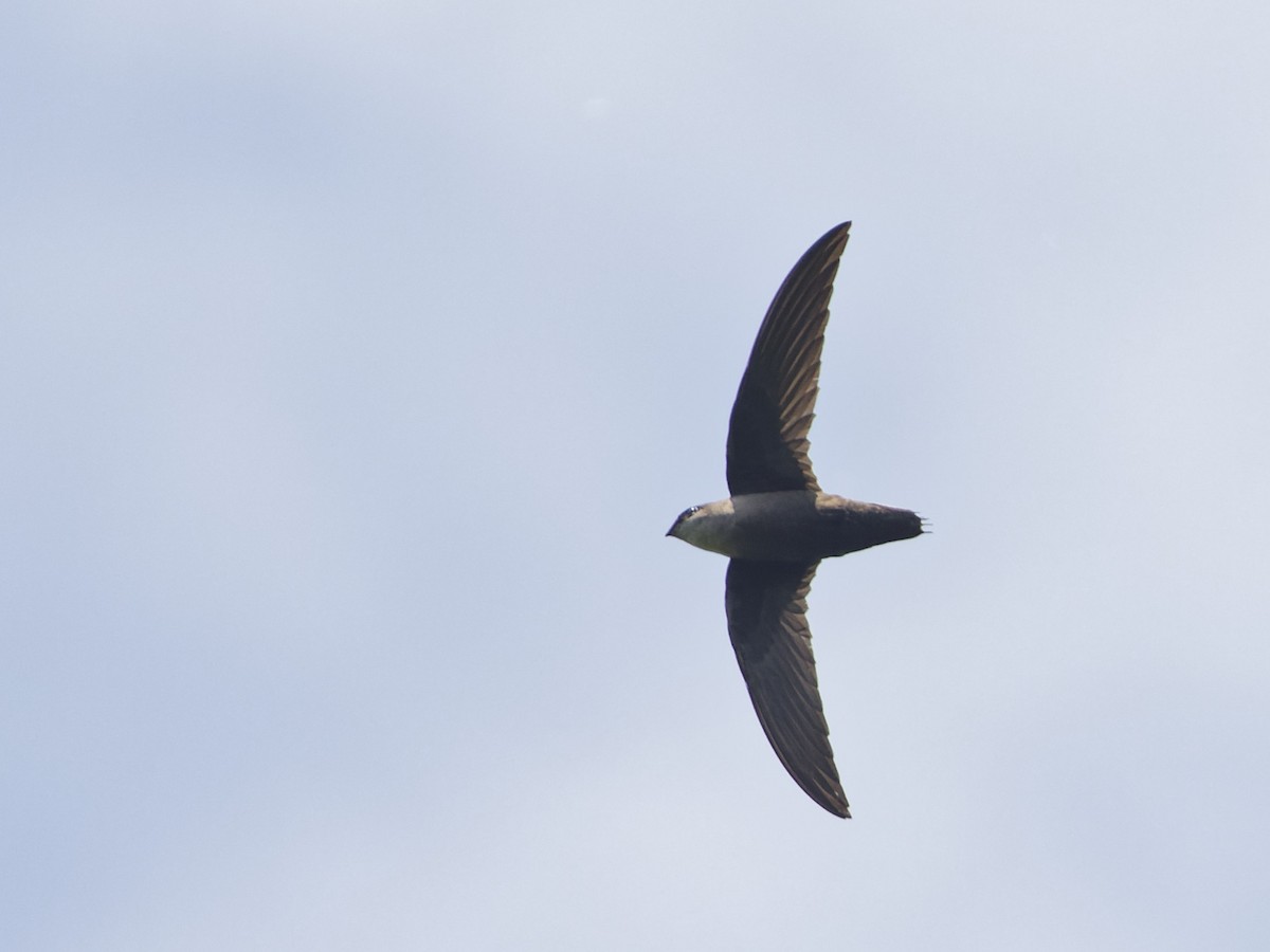 Chimney Swift - ML619690329