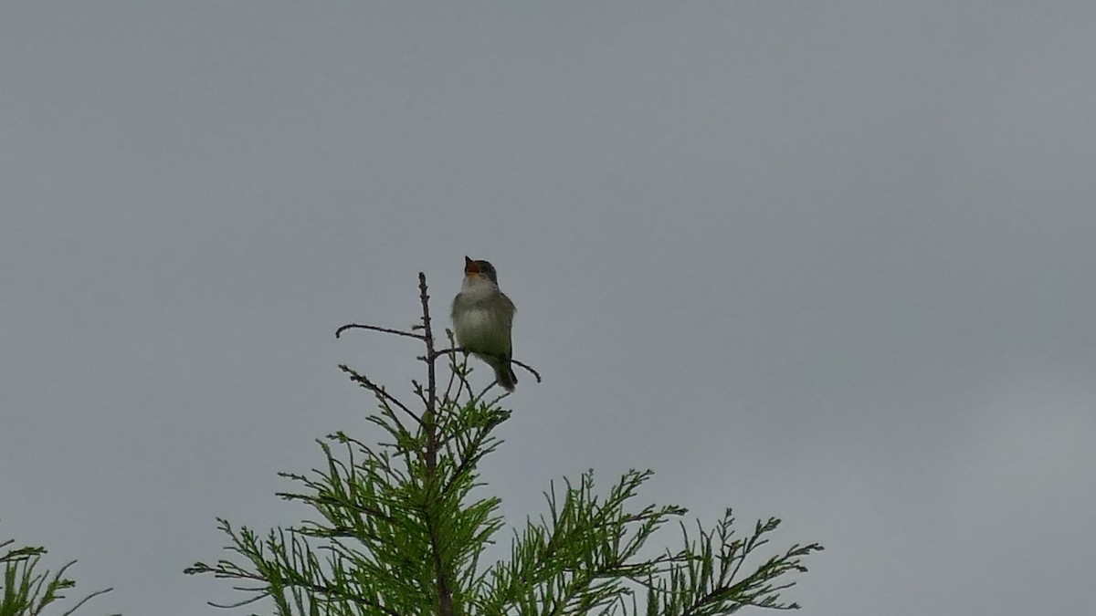 Willow Flycatcher - ML619690338