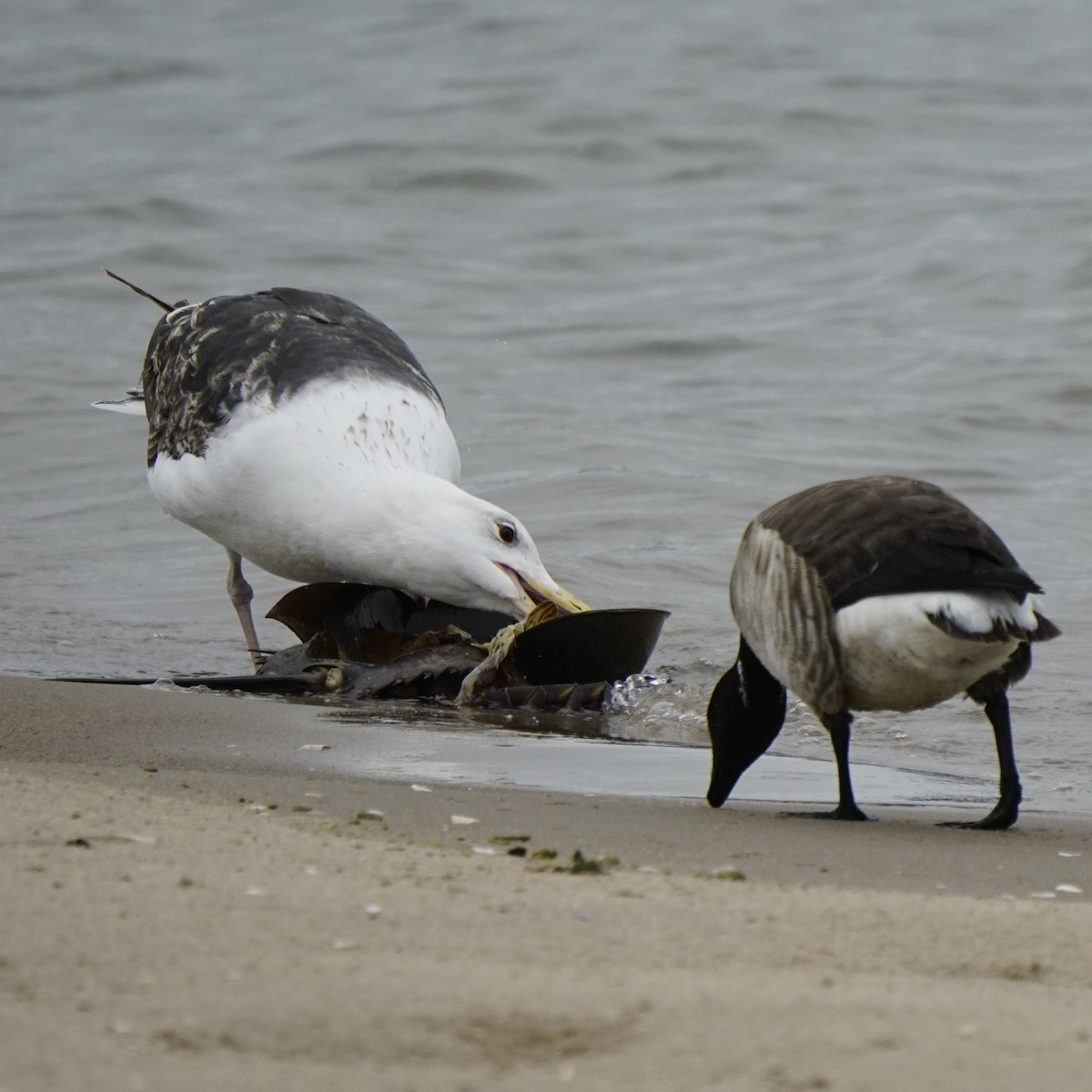 Great Black-backed Gull - ML619690345