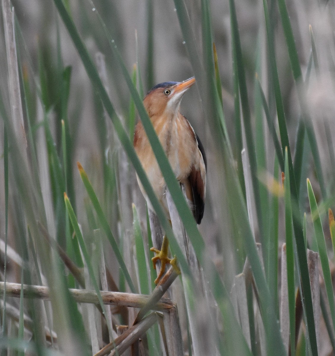 Least Bittern - ML619690346