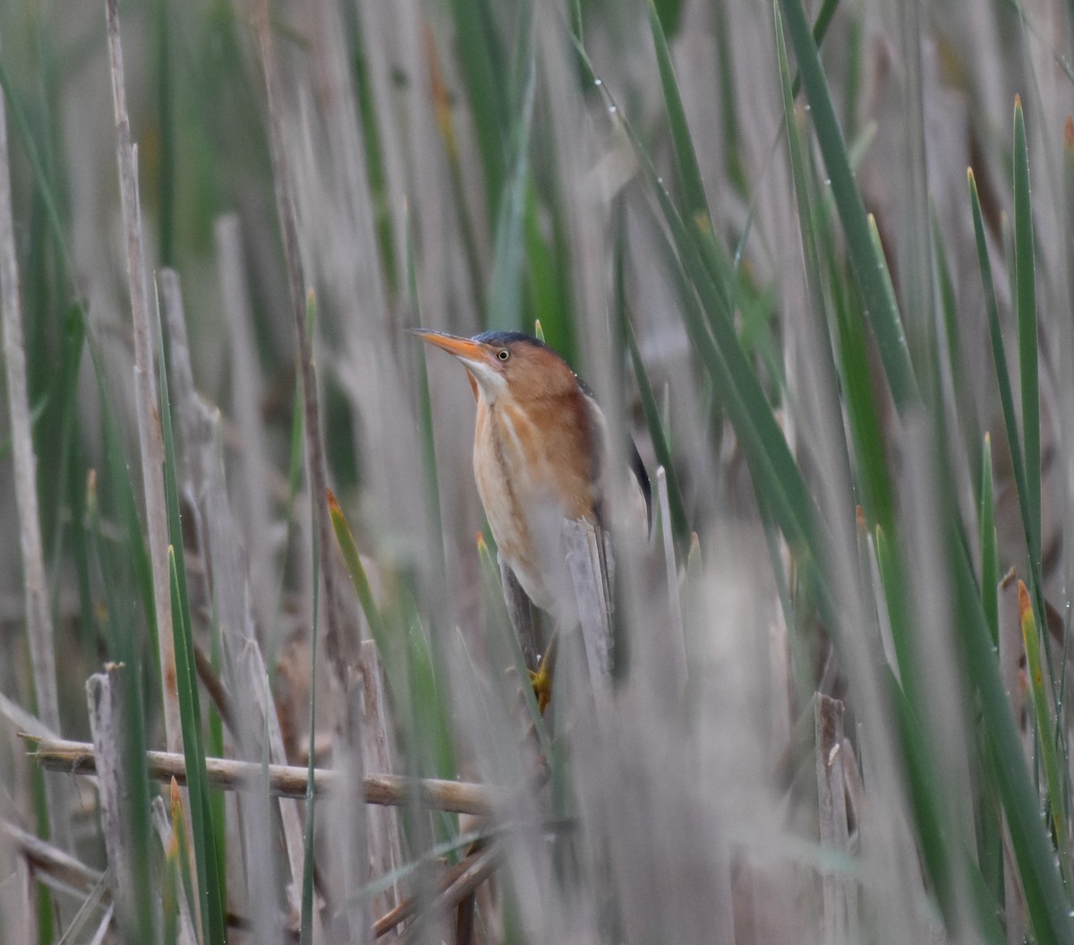 Least Bittern - ML619690347