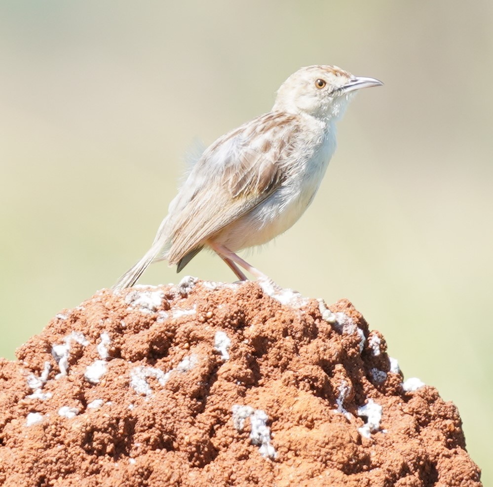 tanımsız Alaudidae sp. - ML619690350