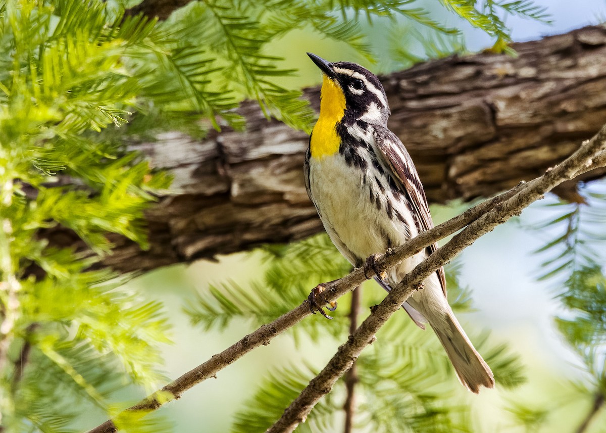 Yellow-throated Warbler - ML619690351