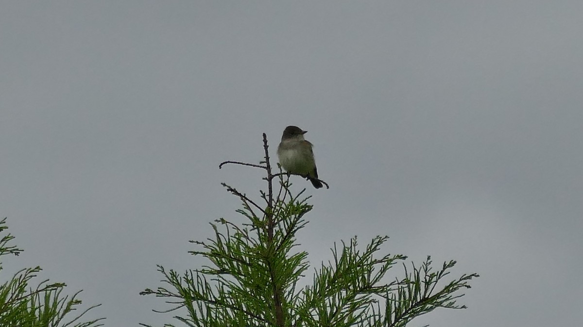 Willow Flycatcher - ML619690352