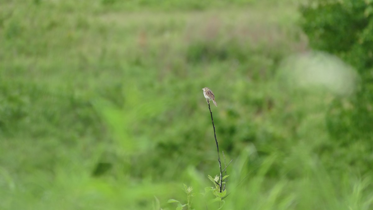 Henslow's Sparrow - ML619690401