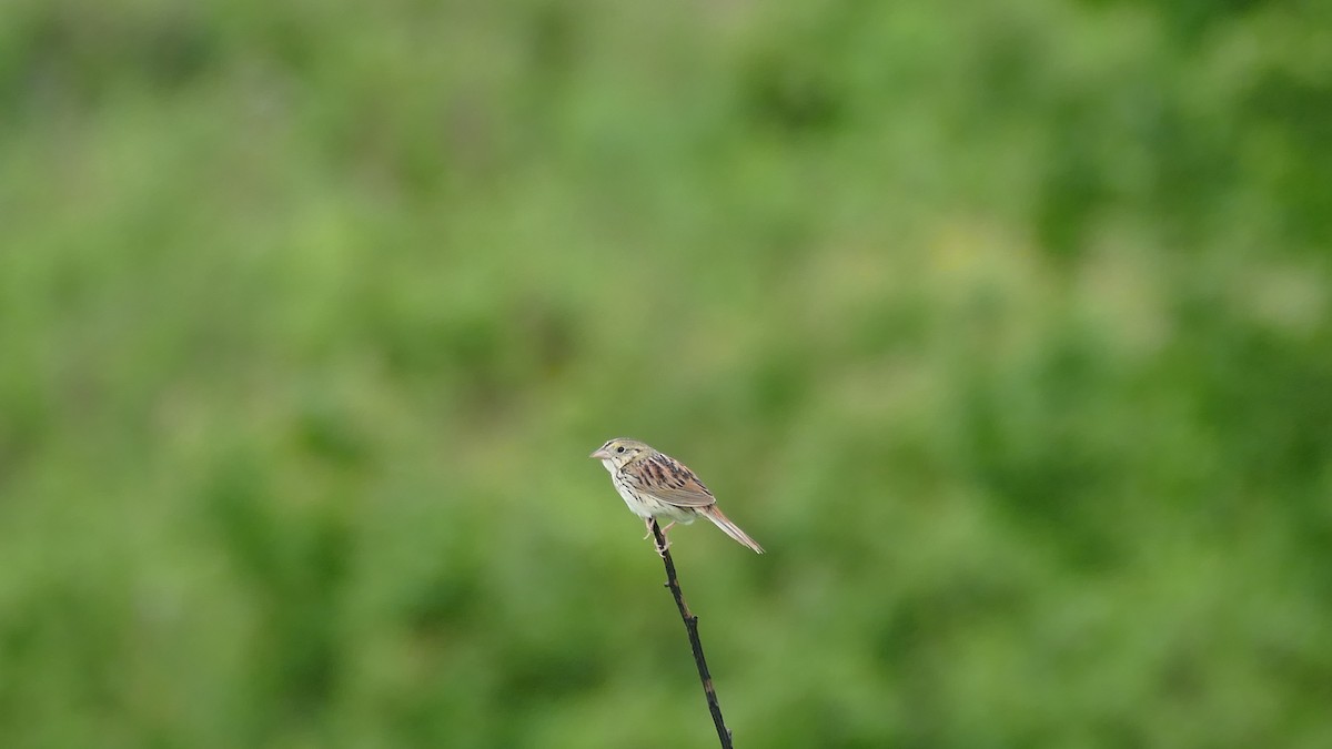 Henslow's Sparrow - ML619690412